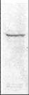IHC-plus™ RELA / NFKB p65 Antibody (C-Terminus)