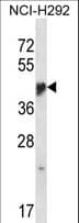 NR1I3 / CAR Antibody (aa155-183)