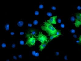 LRRC50 Antibody (clone OTI4E4)