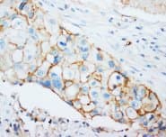 CD44 Antibody (C-Terminus, Sepharose)