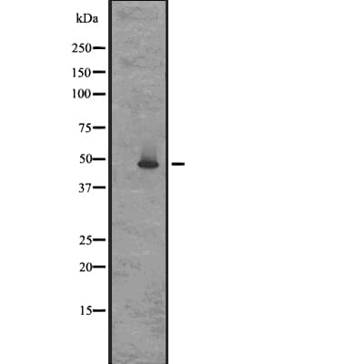GPR83 Antibody