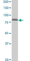 Monoclonal Mouse anti-Human SP1 Antibody (clone 4H6, IF, WB)