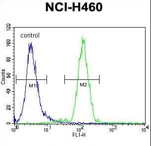 FUT4 / CD15 Antibody (aa495-524)