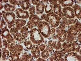 CRYZL1 Antibody (clone OTI2F9)