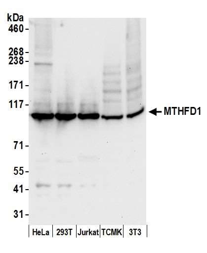 Polyclonal Rabbit anti-Human MTHFD1 Antibody (aa50-100, WB)