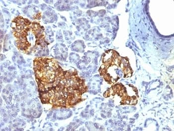 CHGA / Chromogranin A Antibody (clone CHGA/777, Ready-to-Use)