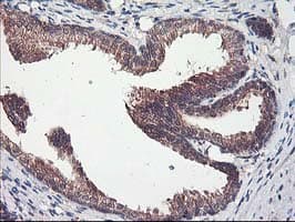 CXorf26 Antibody (clone OTI4E11)
