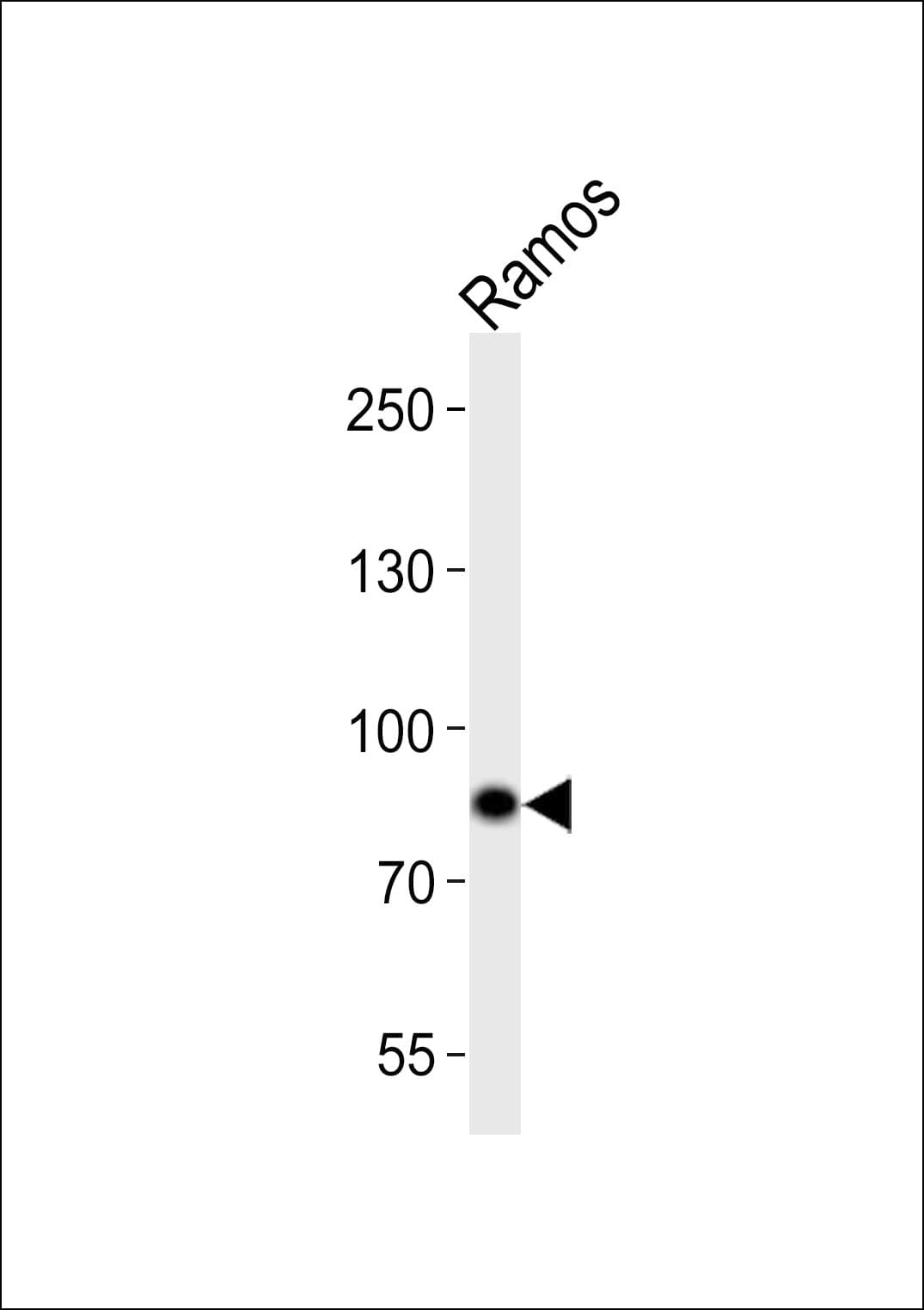 SYK Antibody (aa516-549)