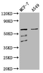 Polyclonal Rabbit anti-Human SLC22A5 / OCTN2 Antibody (IF, WB)