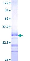 Human BHLHE41 / BHLHB3 / SHARP1 Protein (Recombinant GST, N-terminus)