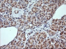 KLK8 / Kallikrein 8 Antibody (clone OTI4A5)