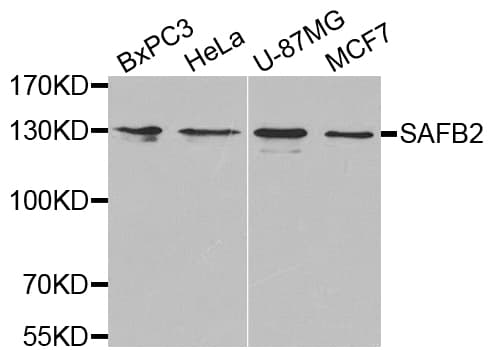 SAFB2 Antibody