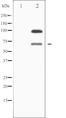 Polyclonal Rabbit anti-Human SIRT1 / Sirtuin 1 Antibody (IHC, WB)
