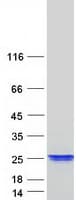 Human XAGE2 Protein (Recombinant Myc-DDK (Flag))