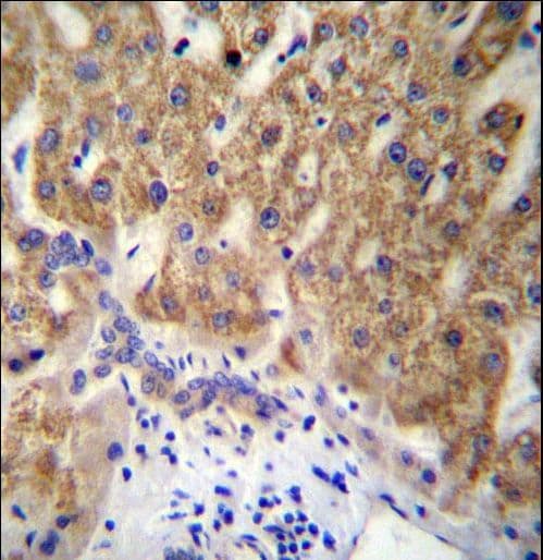 MUC15 Antibody (aa209-237)
