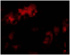 Polyclonal Rabbit anti-Human BMF Antibody (IF, WB)