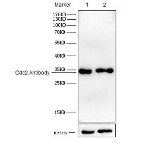 CDK1 / CDC2 Antibody (1-80 aa)