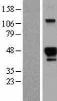 HS3ST2 Protein (Over-Expression Lysate Myc-DDK (Flag))