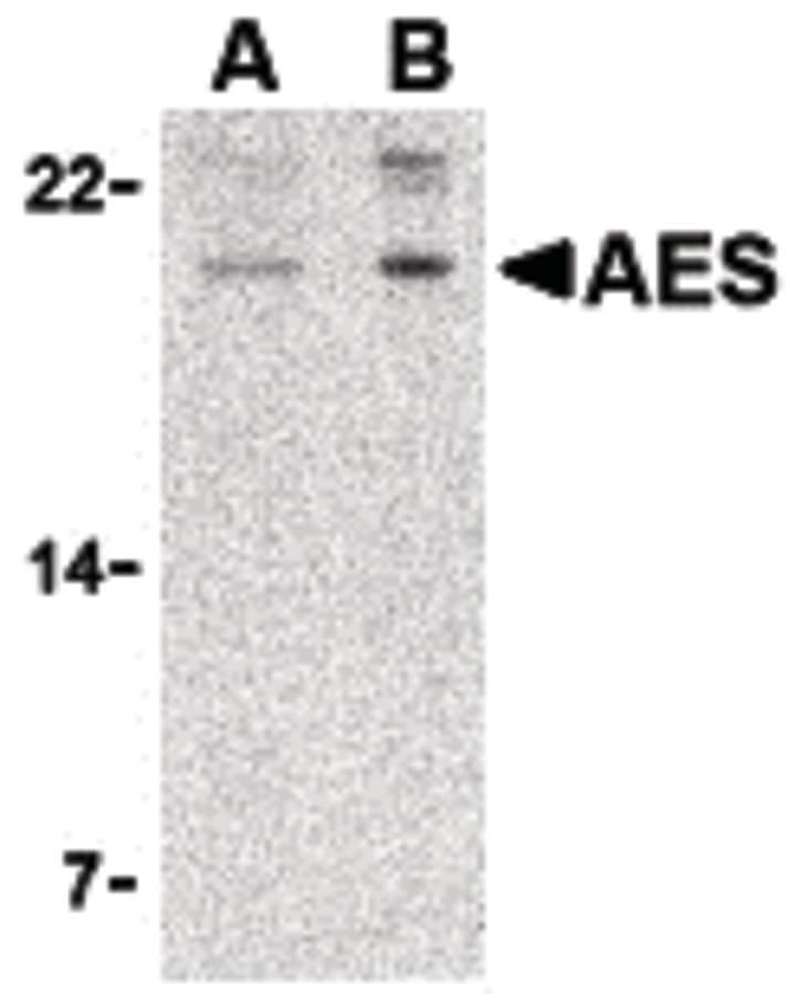 IHC-plus™ AES / Groucho Antibody