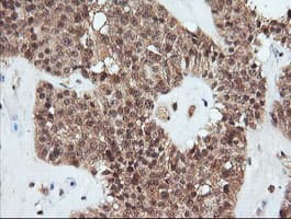 PARVA Antibody (clone OTI1H2, Carrier-free)