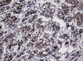 UBE2J1 Antibody (clone OTI3D5, Carrier-free)
