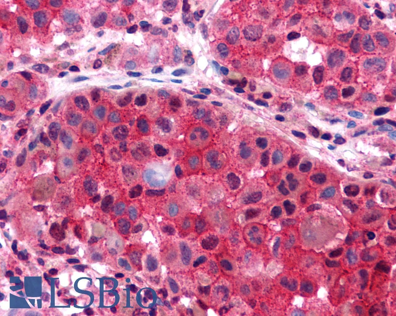 PathPlus™ P2RY6 / P2Y6 Antibody (C-Terminus)