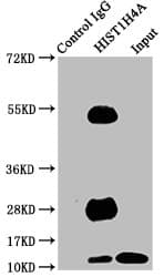 HIST1H4I Antibody