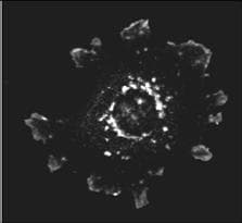 Polyclonal Rabbit anti-Mouse ASAP1 Antibody (IF, WB)