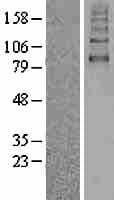 SLC5A2 / SGLT2 Protein (Over-Expression Lysate Myc-DDK (Flag))