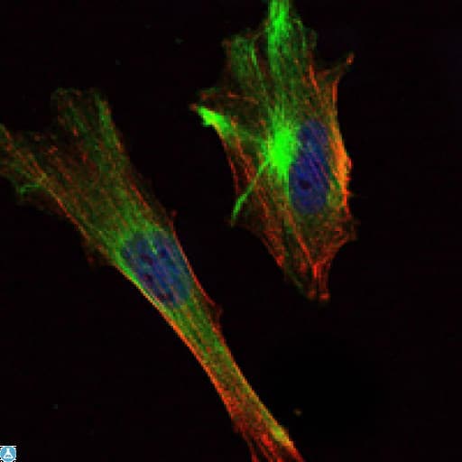 CRTC2 / TORC2 Antibody