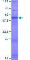 Human OR51I1 Protein (Recombinant GST)