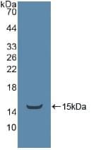TEK / TIE2 Antibody (aa1-116)