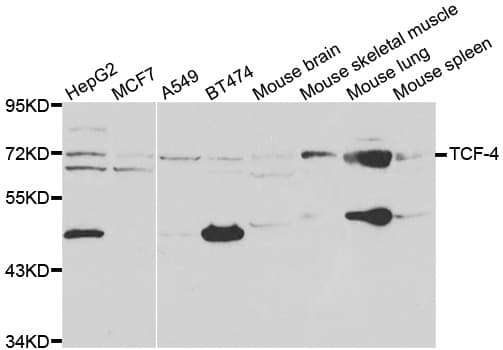TCF4 Antibody