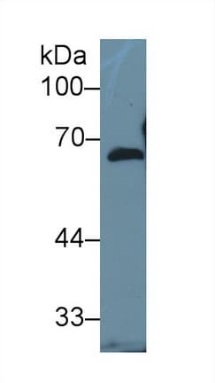 FBLN5 / Fibulin 5 Antibody (aa327-448)