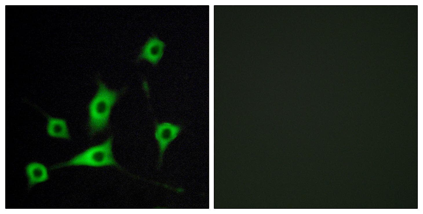 RBP5 Antibody