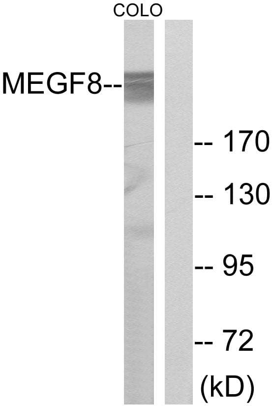 MEGF8 Antibody