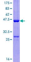 Human CCDC28A Protein (Recombinant GST)