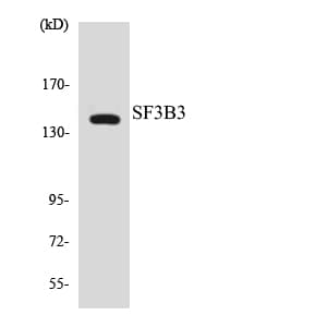 SF3B130 / SF3B3 Antibody (aa223-272)