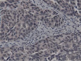 BTN1A1 Antibody (clone OTI7B5)