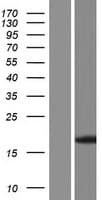 Human FXN / Frataxin Protein (Over-Expression Lysate Myc-DDK (Flag))