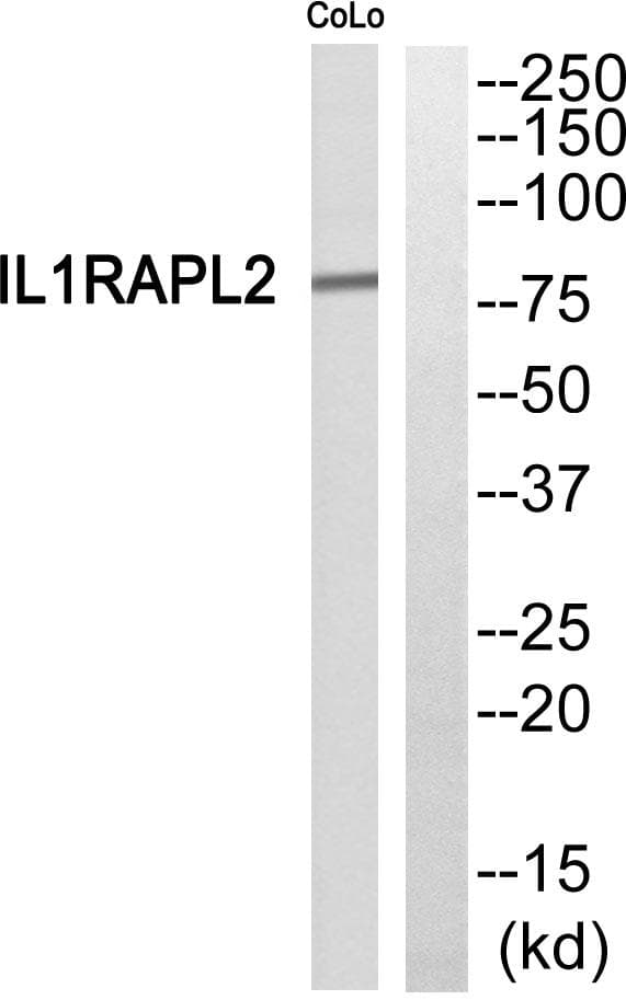 IL1RAPL2 Antibody
