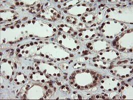RFC2 / RFC40 Antibody (clone OTI2B2)