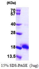 E. coli eco / Ecotin Protein (Recombinant His)