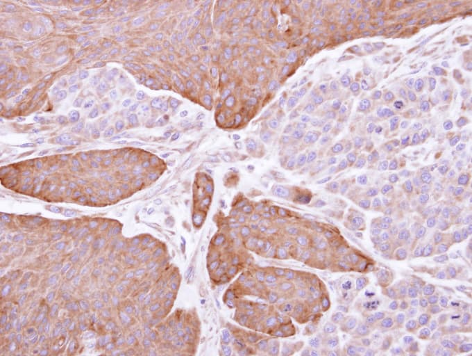 EPHX1 / Epoxide Hydrolase 1 Antibody (aa14-292)