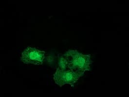 ERCC1 Antibody (clone OTI1H1, Carrier-free)