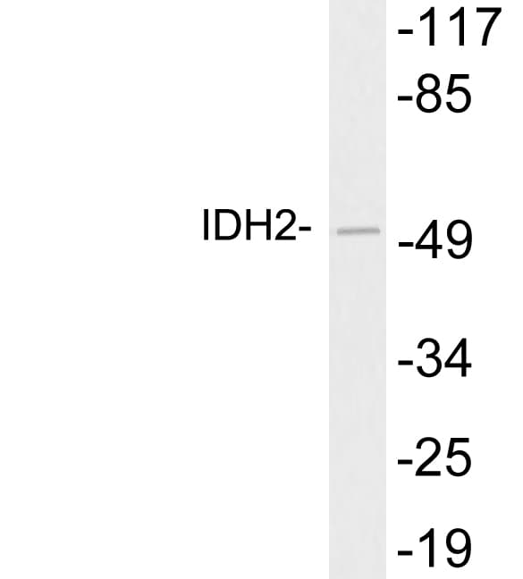 IDH2 Antibody (aa194-243)
