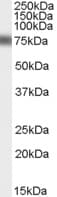 MYB / c-Myb Antibody (aa281-294)