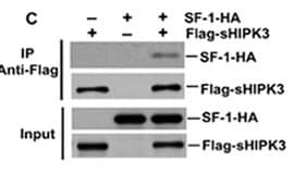 Polyclonal Rabbit anti-Human HIPK3 / FIST Antibody (aa1127-1156, IHC, WB)