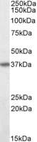 IHC-plus™ CD95 / FAS Antibody (aa224-237)