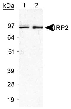 IREB2 / IRP2 Antibody (Internal, Biotin)
